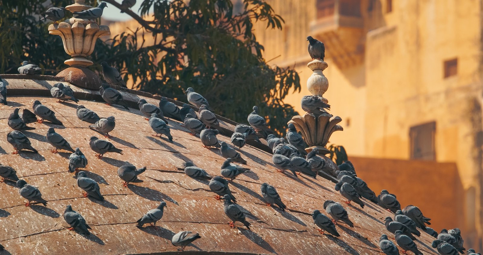 Viele Tauben auf einem Balkon – Taubendreck Problem