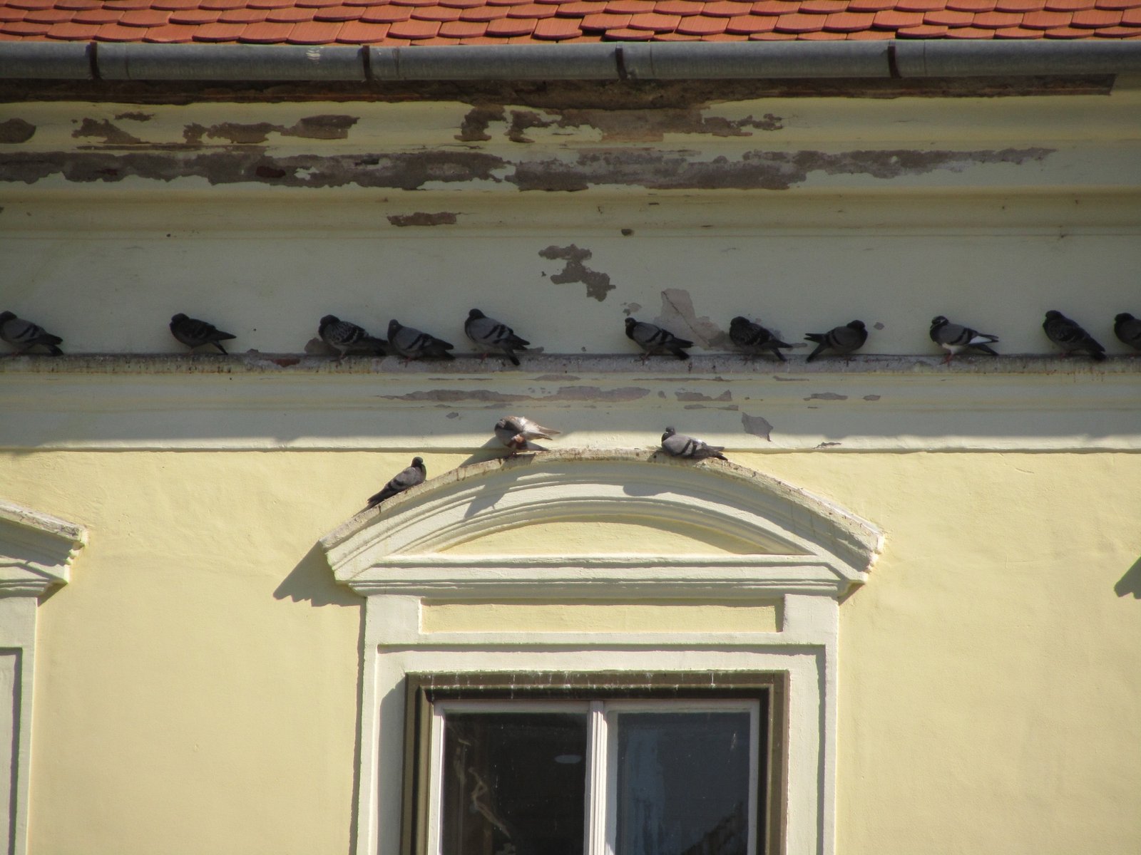Vogelspikes auf Fenstersims zur Vogelabwehr