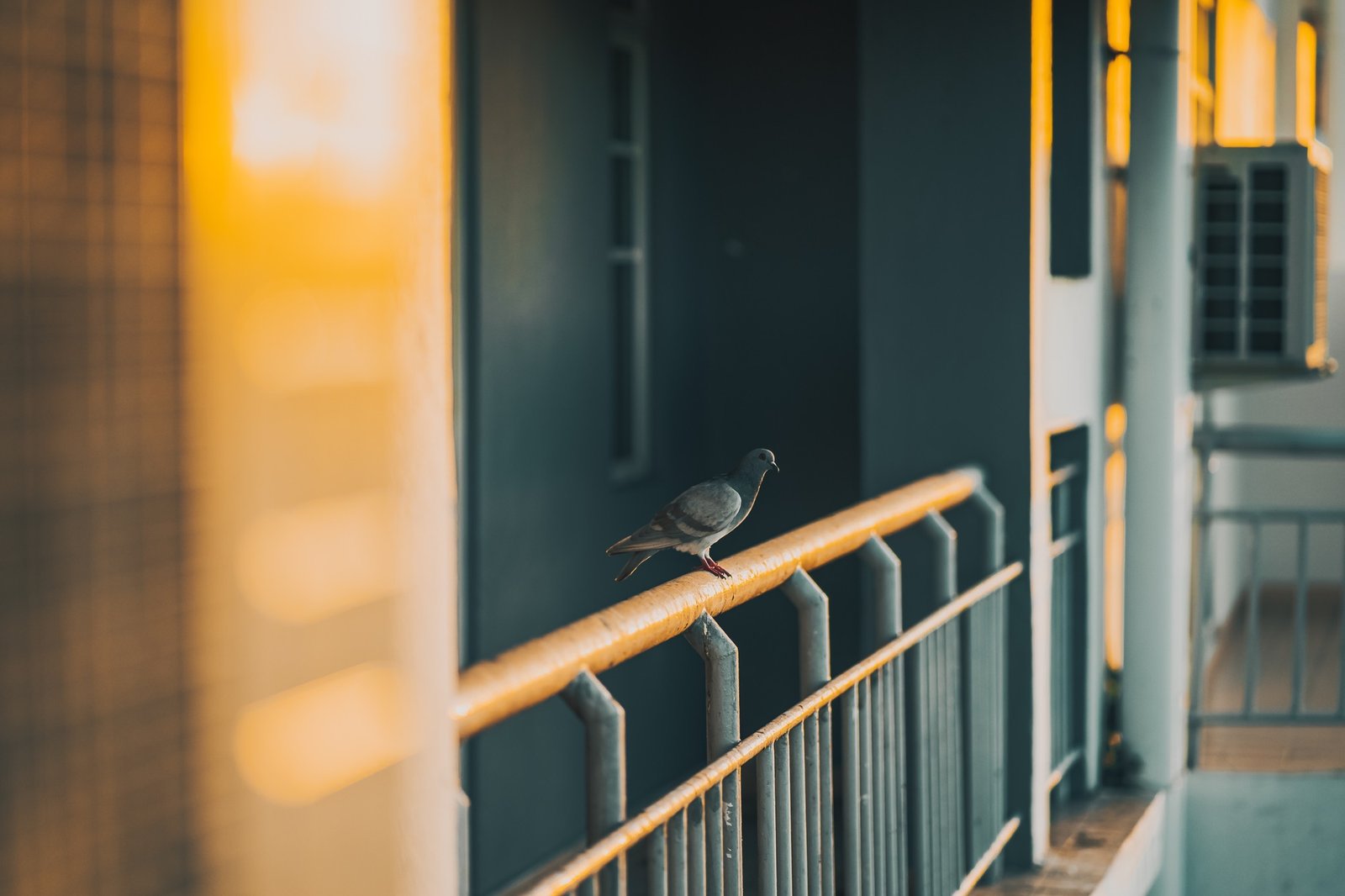 Taube auf Balkongeländer – Vogelabwehr Balkon