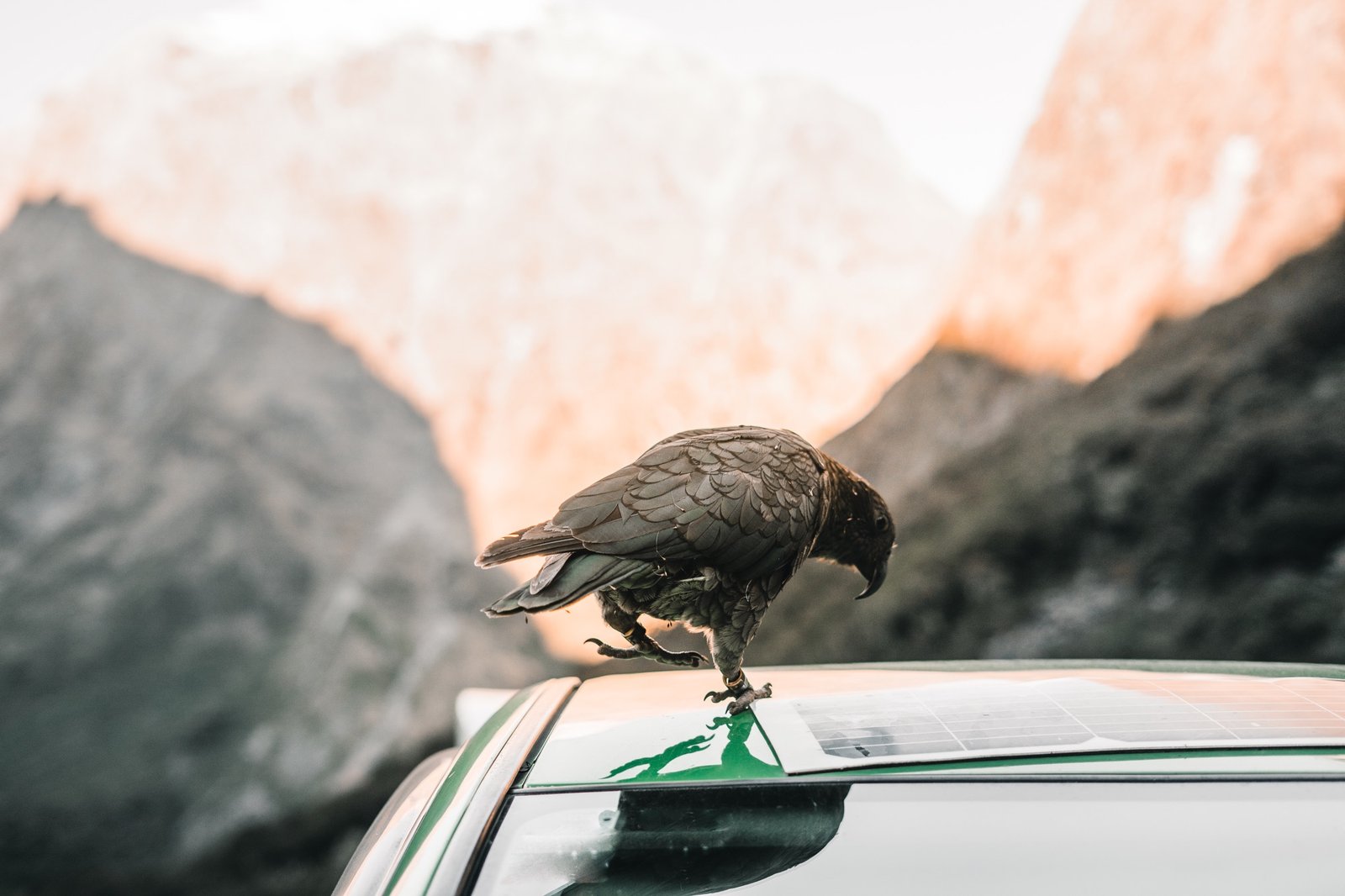 Vogeldreck auf Autolack wird schonend entfernt